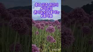 충남 공주 금강의 #미르섬 흙마늘보다 좋다는 #홍마늘