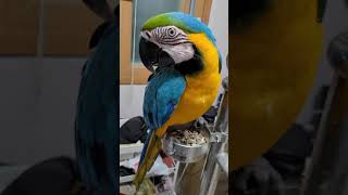 청금강앵무새 루카의 일상 모음