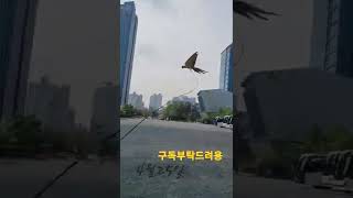 청금강앵무새 루카 오늘도 훈련중 #shorts