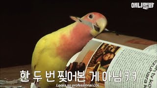 종이 찢어서 꽃단장하는 앵무새 앵주?