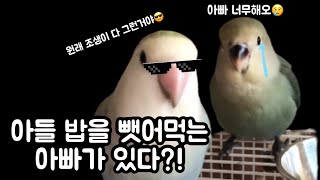 [모란앵무] 연꽁뚜 가족모임 모음 (Lovebirds family meeting)