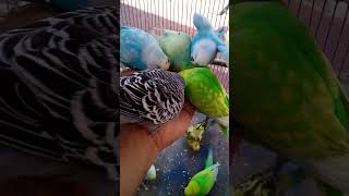 This Amazon bird toy is SO COO…