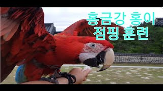 홍금강 홍이의 점핑 훈련