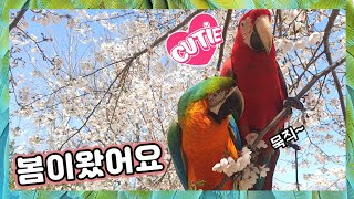 여러분~ 봄이왔나봐요~ 벚꽃이 너무 예쁘게 피었어요.