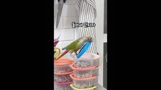 #우리집밥도둑#코뉴어#conure#pinapplecon…