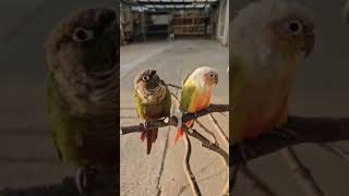 그저... 오랜만에 올리는..ㅋ(목소리-아버지) #코뉴…