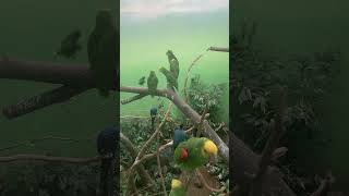 A couple of love birds #animal…