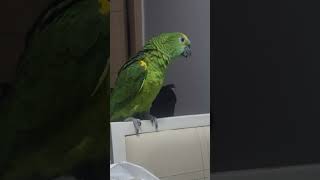 귀농귀촌 앵무새 설이 놀아주기