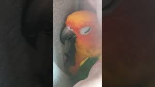 밥먹으니 졸리다♡ #낮잠 #놀고싶은데 #졸려 #하품 #썬코뉴어 #앵무새 #앵집사 #앵집사일상