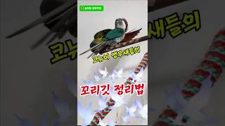 코뉴어 앵무새들의 꼬리깃 정리법#앵무새#코뉴어#꼬리깃정리#늘해랑
