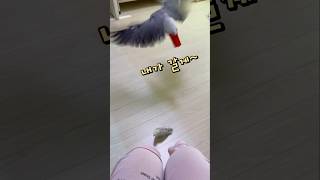 집에서 잡기놀이하는 앵무새  회색앵무 잠바 모란앵무 옹…