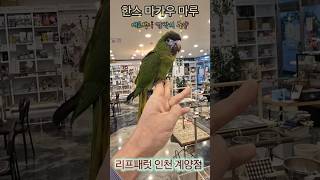 호출 훈련 되는 한스 마카우