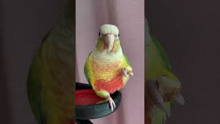 소망이의 일상(코뉴어)