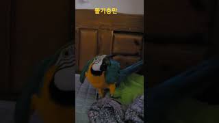 똘끼가 충만한 청금강앵무새 루카 #animal #앵무새…