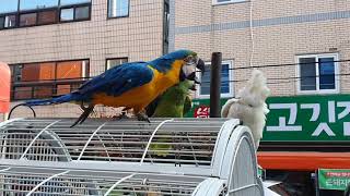 2:1앵무새 닭 공격하기