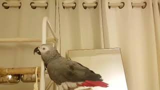 [말하는 회색앵무새_추추] 노래하며 춤추는 추추