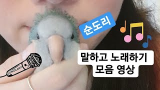 퀘이커앵무새 순도리 이정도 되야지 말잘하는 앵무새지!!…