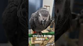 회색앵무.  #parrot #회색앵무 #앵무새 #gre…