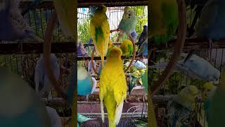 This Amazon bird toy is SO COO…