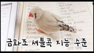 셔틀콕 지능 수준