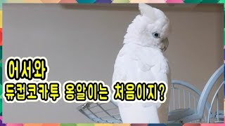 [앵트리오] 듀컵코카투 : 옹알이 하는 두부