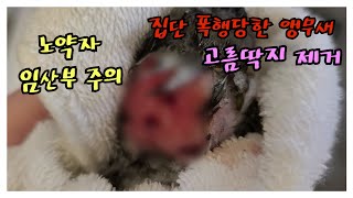 앵무새 치료 ( 파타고니아 코뉴어 왕딱지 제거 )