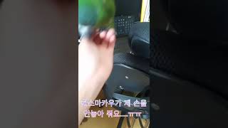 한스마카우가 제 손을 안놓아 줘요#shorts