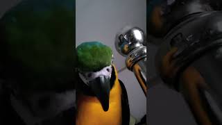 귀요미 루카 #shorts #청금강