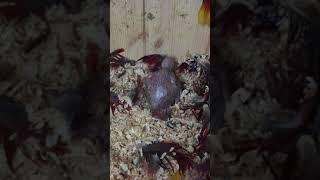 뉴기니아 와 마카우 뉴기니아 새끼 10일차 20190506 천둥 eclectus parrot baby 10days