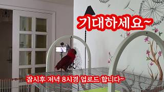 잠시후&quot;루비영상&quot;이 업로드됩니다, &…