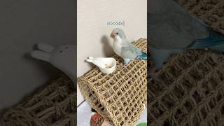 벌화분 마이떠! #퀘이커앵무송꾸꾸