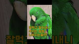 앵무새의 부리 변천사 #뉴기니아 #parrot #앵무새…