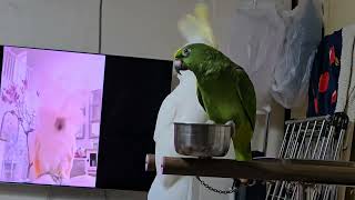 #춤추는 아마존과 코카투