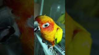 썬코뉴어 아이스크림 먹방