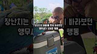 아빠랑 놀던 앵무새가 갑자기 아빠를 빤히 바라보더니 보…