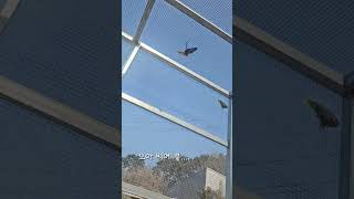 썬코뉴어 자유비행. 그 시작