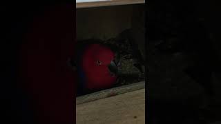 뉴기니아 와 마카우 뉴기니아 새끼 12일차 20190409 천둥 eclectus parrot baby 12days