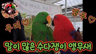 말이 많은 수다쟁이 앵무새 우디!! 식조락tv