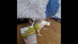 나이먹고 앵무새랑 먹을거 두고 싸울 줄이야..^^  #코뉴어식탐  #사고치는앵무새