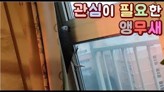 앵무새가 관심받고 싶어하는데 무시해봤어요