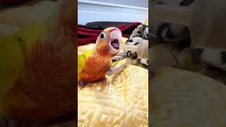 이유식 보자마자 미끄러지며 돌진하는 앵무새ㅋㅋㅋㅋㅋ#앵무새 #코뉴어 #birds #parrot #귀여운#반려동물 #일상#이유식#이유조#키우기#코뉴어#cute