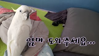 앵무새들의 무서움의 기준을 도통 모르겠네요