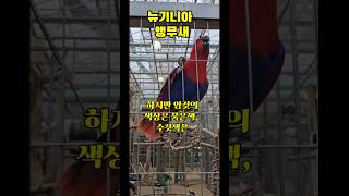 뉴기니아앵무새는 암컷,수컷이 신기하게 색상이 완전 틀려요^^#앵무새#새