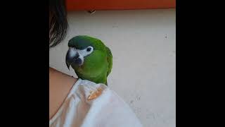 한스마카우 기쁨이의 일상영상. 땅콩먹고 뽀뽀하기