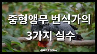 중형앵무 번식가의 3가지 실수