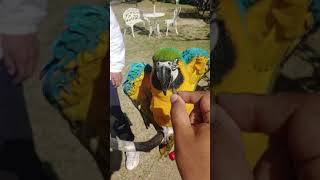 만세하는 청금강앵무새 천둥이