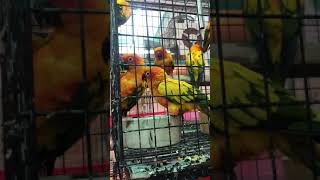 엔간한 사람을 뛰어넘는 지능의 앵무새가 있다??