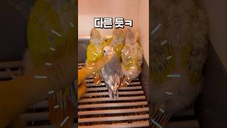 인형같은 아기 앵무새들  코뉴어앵무새 모란앵무새, 안산 앵무새카페 버드스팟