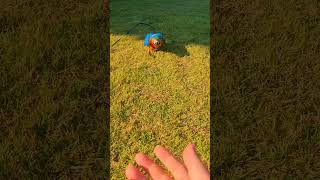 11주 청금강 앵무새 첫 외출2