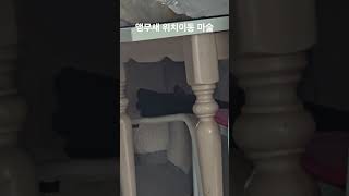 앵무새 위치 이동 마술 #parrot #birds #c…